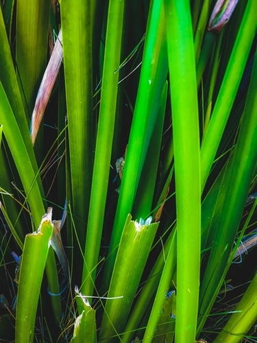 closeup green leaves texture abstract background Mural by Timmy333