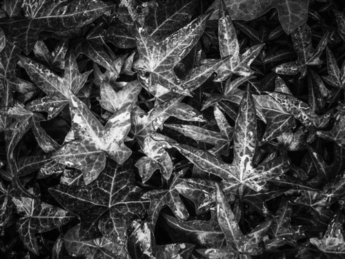 closeup ivy leaves texture abstract background in black and white Mural by Timmy333