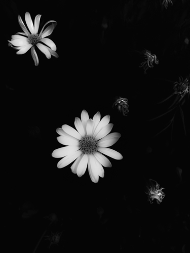 blooming flower garden in black and white Mural by Timmy333