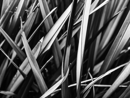 leaves texture abstract background in black and white Mural by Timmy333