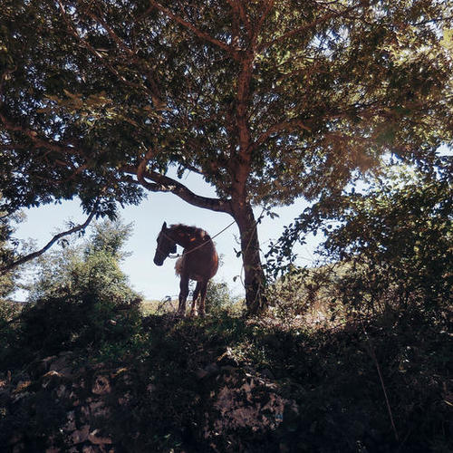 The Horse Mural by Salvatore Russolillo
