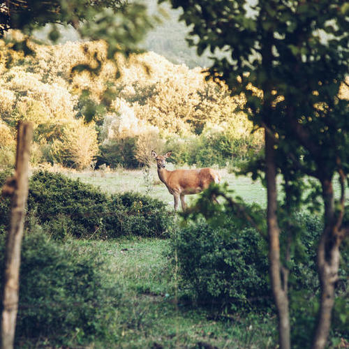 Lone Deer Mural by Salvatore Russolillo