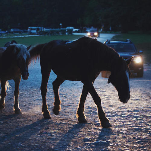 Light behind horses Mural by Salvatore Russolillo