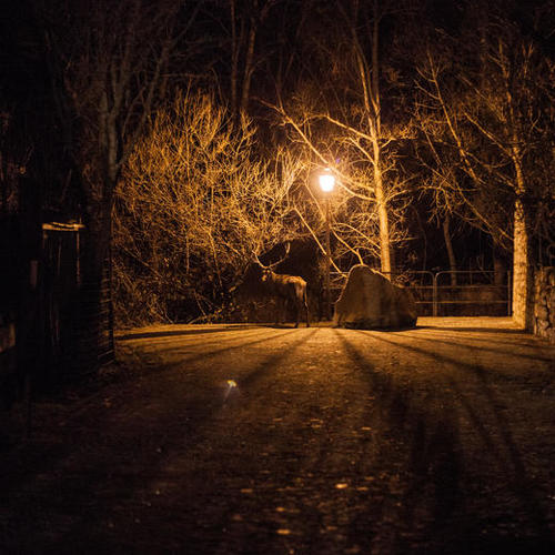 Lone Deer II  Mural by Salvatore Russolillo