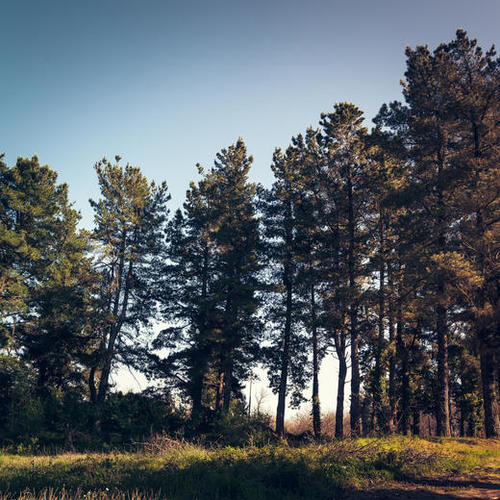 Trees II Mural by Salvatore Russolillo