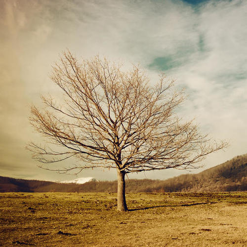 Tree Mural by Salvatore Russolillo