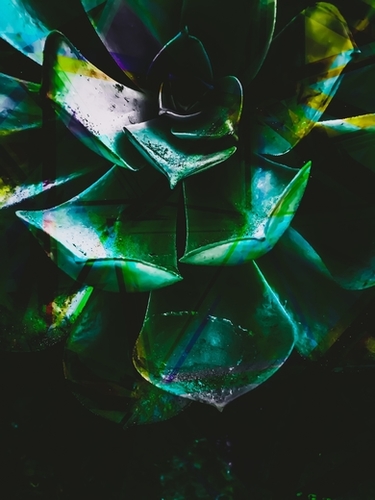 Closeup green succulent plant leaves texture background Mural by Timmy333