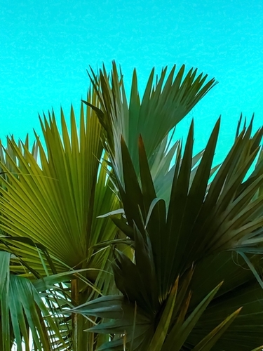 Closeup green palm leaves texture with blue background Mural by Timmy333
