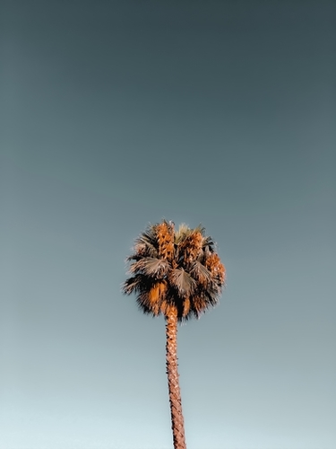 Isolated tropical palm tree in summer with blue sky Mural by Timmy333