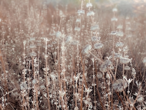 blooming dry flowers with brown dry grass field texture background Mural by Timmy333