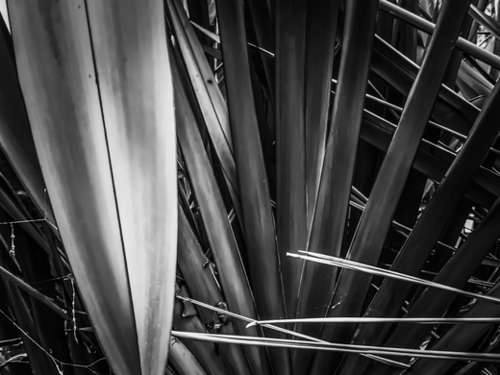 closeup palm leaves texture abstract in black and white Mural by Timmy333