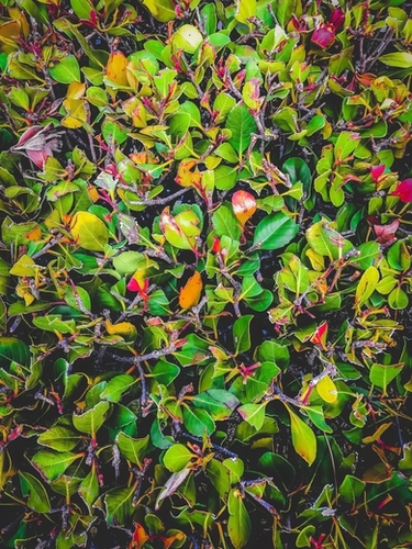 green leaves plant texture abstract background Mural by Timmy333