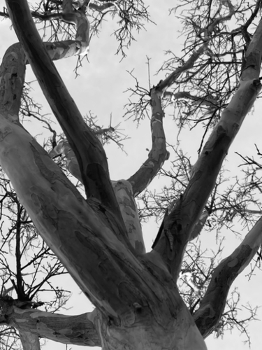 closeup tree branches with clear sky background in black and white Mural by Timmy333