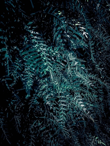 green leaves texture abstract background Mural by Timmy333