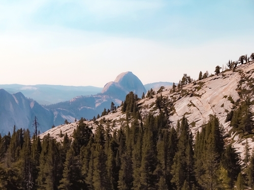 mountain and pine tree at Yosemite national park USA Mural by Timmy333