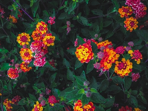 closeup blooming colorful flowers with green leaves Mural by Timmy333