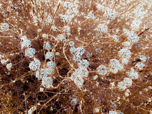 blooming wildflowers with dry brown grass field background Mural by Timmy333