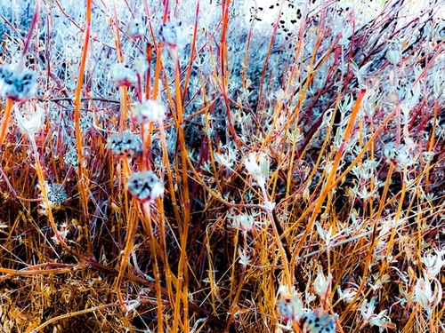 dry wildflowers abstract with dry grass background Mural by Timmy333