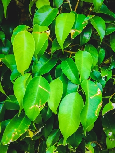closeup green leaves background Mural by Timmy333