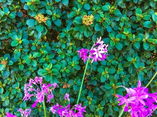 blooming purple flowers with green leaves background Mural by Timmy333