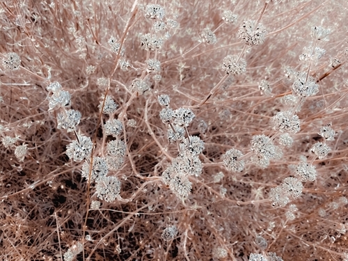 blooming dry flowers with brown dry grass abstract Mural by Timmy333