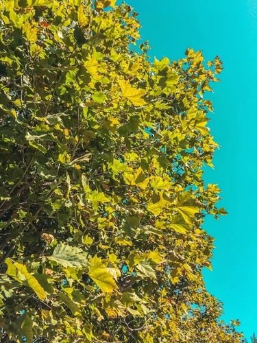 Green tree leaves with blue sky background Mural by Timmy333