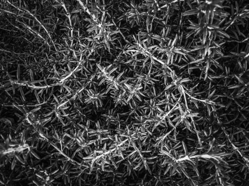 closeup leaves plant texture abstract in black and white Mural by Timmy333