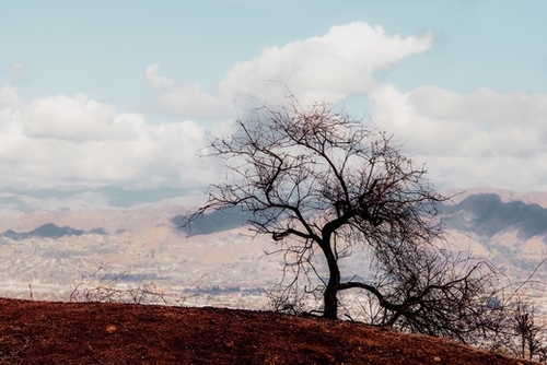 Isolated tree on the mountain with blue cloudy sky from the hiking trail to Hollywood Sign Los Angeles California USA Mural by Timmy333