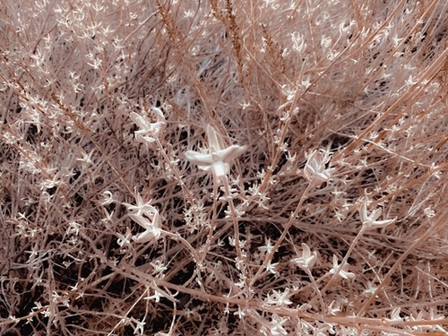 blooming dry plant with brown dry grass field background Mural by Timmy333