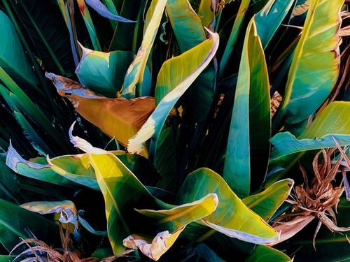 closeup green bird of paradise leaves texture background Mural by Timmy333