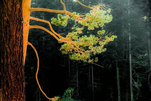 closeup green pine tree in the wood at Lake Tahoe, USA Mural by Timmy333