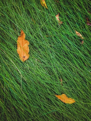 green grass field background with dry brown leaves Mural by Timmy333