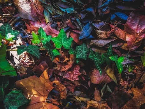 closeup green ivy leaves with brown dry leaves on the ground Mural by Timmy333