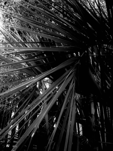 palm leaves texture abstract background in black and white Mural by Timmy333