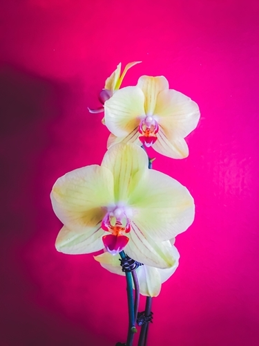 closeup white and pink orchids plant with pink background Mural by Timmy333