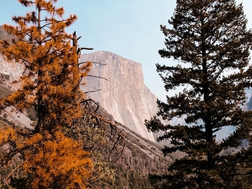 At Yosemite national park USA with autumn tree Mural by Timmy333