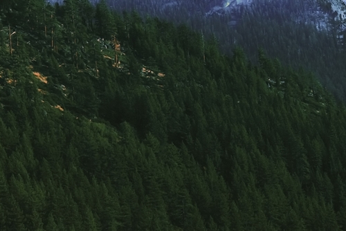 green pine tree on the mountain Mural by Timmy333