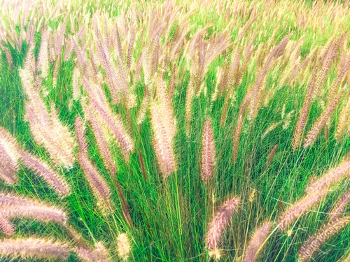 closeup green grass field texture abstract with grass flowers Mural by Timmy333