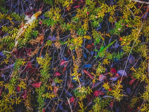 tree roots with green leaves and brown leaves Mural by Timmy333