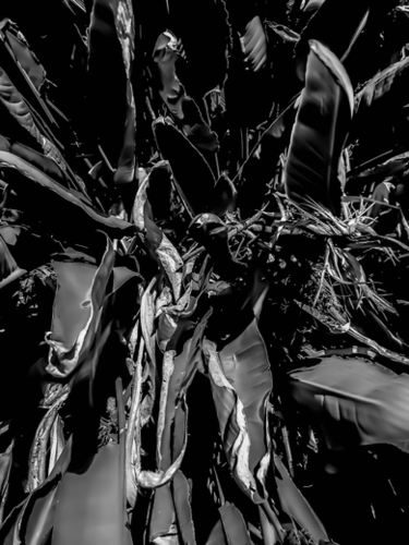 bird of paradise tropical leaves texture in black and white Mural by Timmy333
