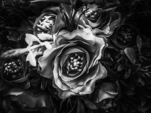 closeup roses texture background in black and white Mural by Timmy333