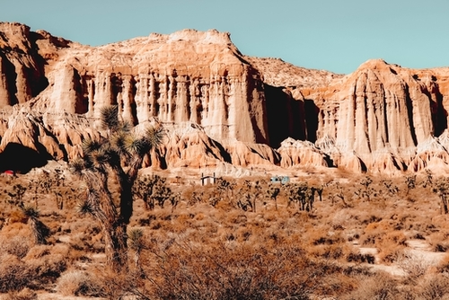 Cactus in the desert at Red Rock Canyon State Park California USA Mural by Timmy333