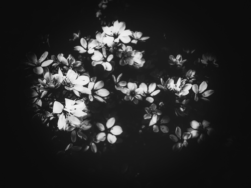 flowers background in black and white Mural by Timmy333