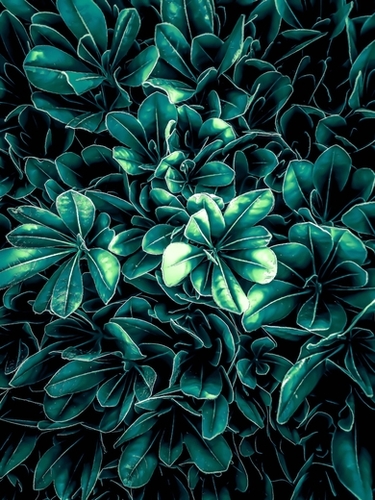 closeup green leaves texture background Mural by Timmy333