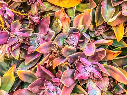 green and pink succulent plant garden texture background Mural by Timmy333