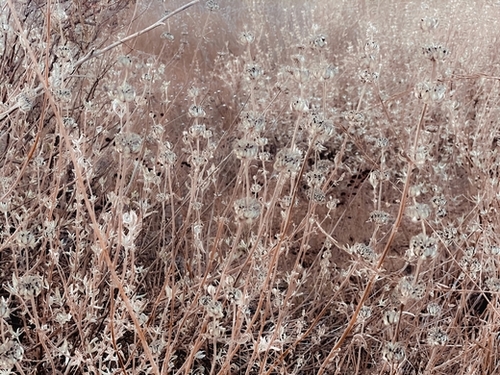blooming dry flowers with brown dry grass background Mural by Timmy333