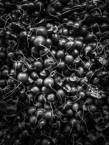 closeup fresh radish texture background in black and white Mural by Timmy333