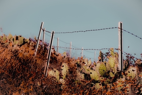 Green cactus garden and blooming flowers and blue sky Mural by Timmy333