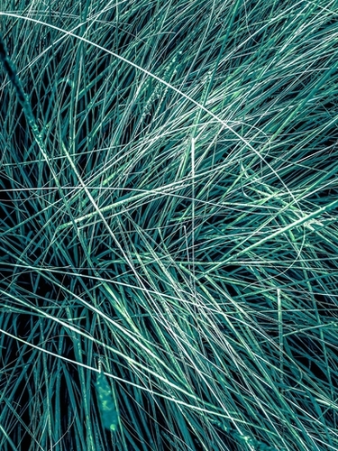 green grass texture abstract background Mural by Timmy333