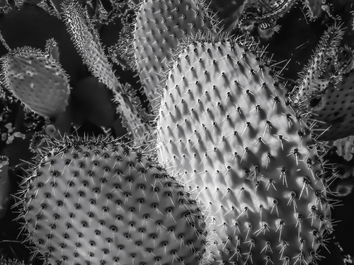 Closeup cactus plant texture background in black and white Mural by Timmy333